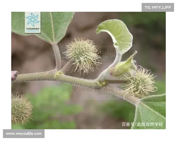 卷帘绿魔的奇妙世界:全面解锁神奇植物的养护技巧与秘密 卷帘绿魔的奇妙世界:全面解锁神奇植物的养护技巧与秘密
